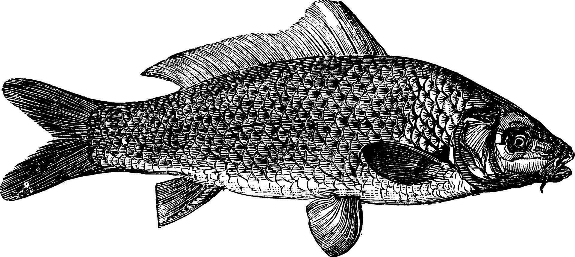 verbreitet Karpfen, Jahrgang Illustration. vektor