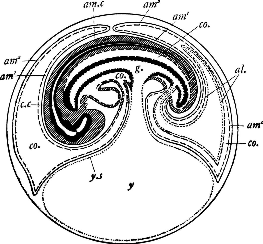 fjäderfä embryo, årgång illustration vektor