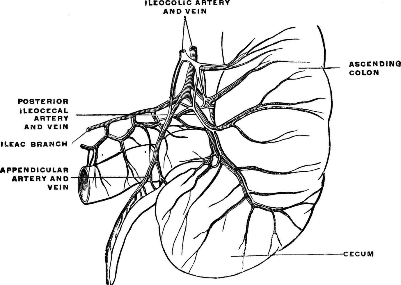 Arterien und Venen von das Blinddarm und Anhang, Jahrgang Illustration. vektor