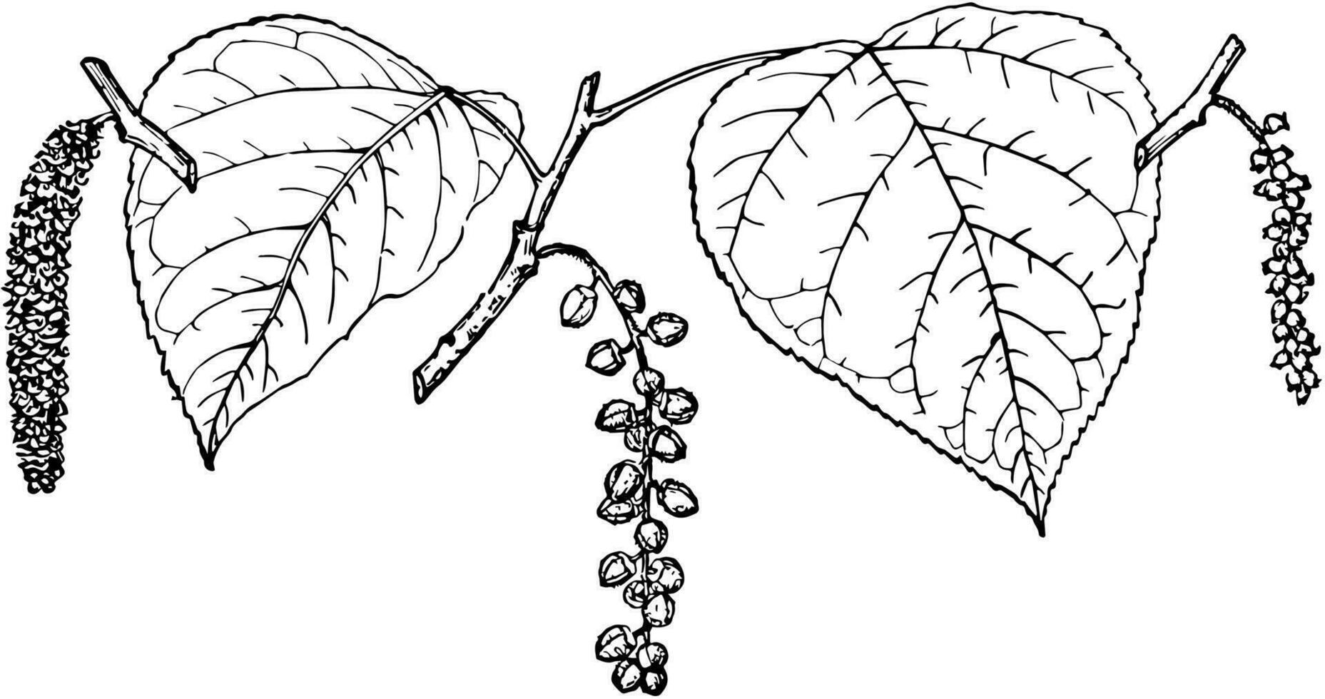 gren av svart bomullsträ årgång illustration. vektor