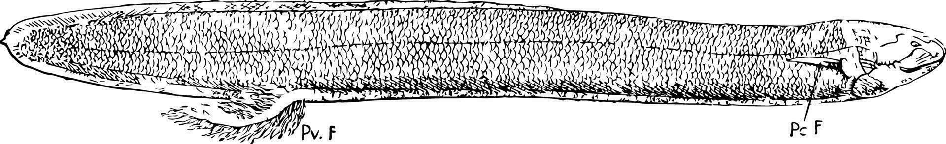 Süd amerikanisch Lungenfisch, Jahrgang Illustration. vektor