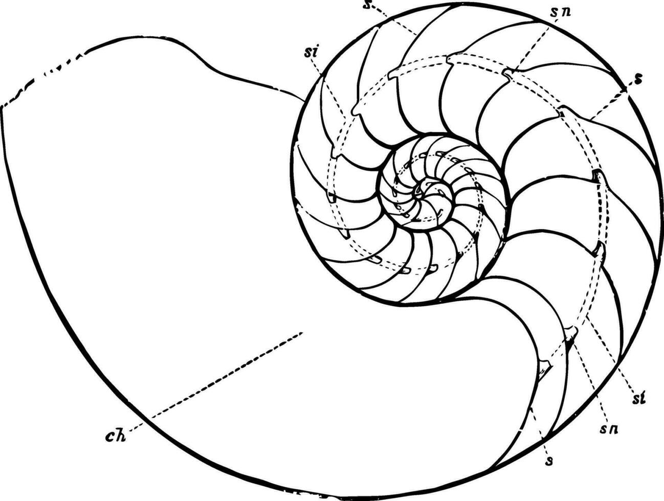 kammare nautilus, årgång illustration. vektor