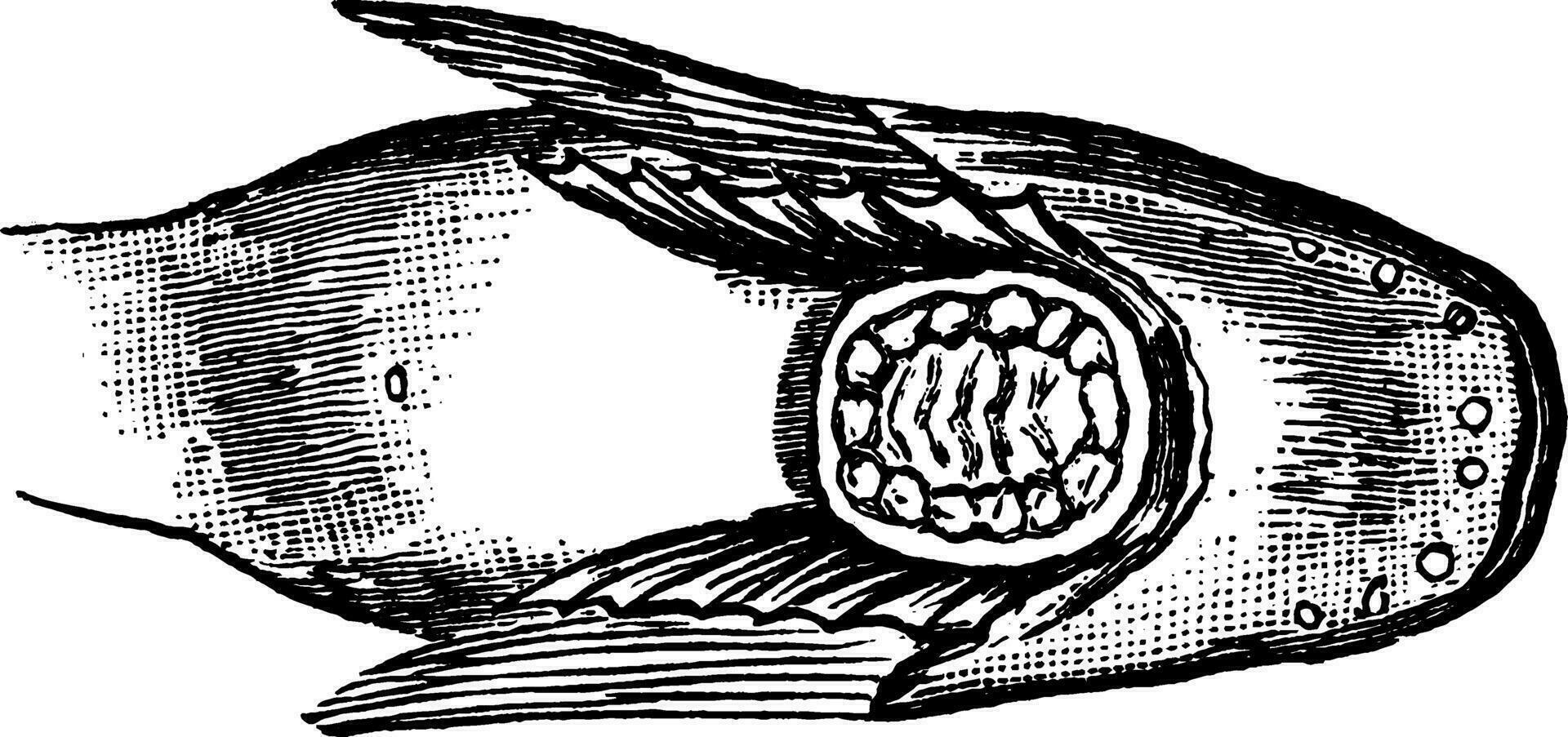 Schneckenfisch Saugnapf zwischen das Brust Flossen, Jahrgang Illustration. vektor