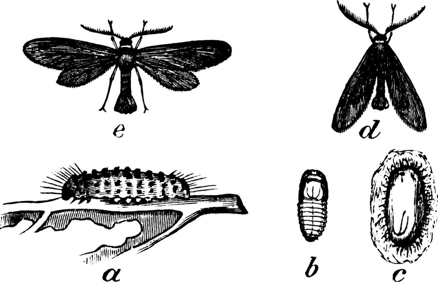 acoloithus, årgång illustration. vektor