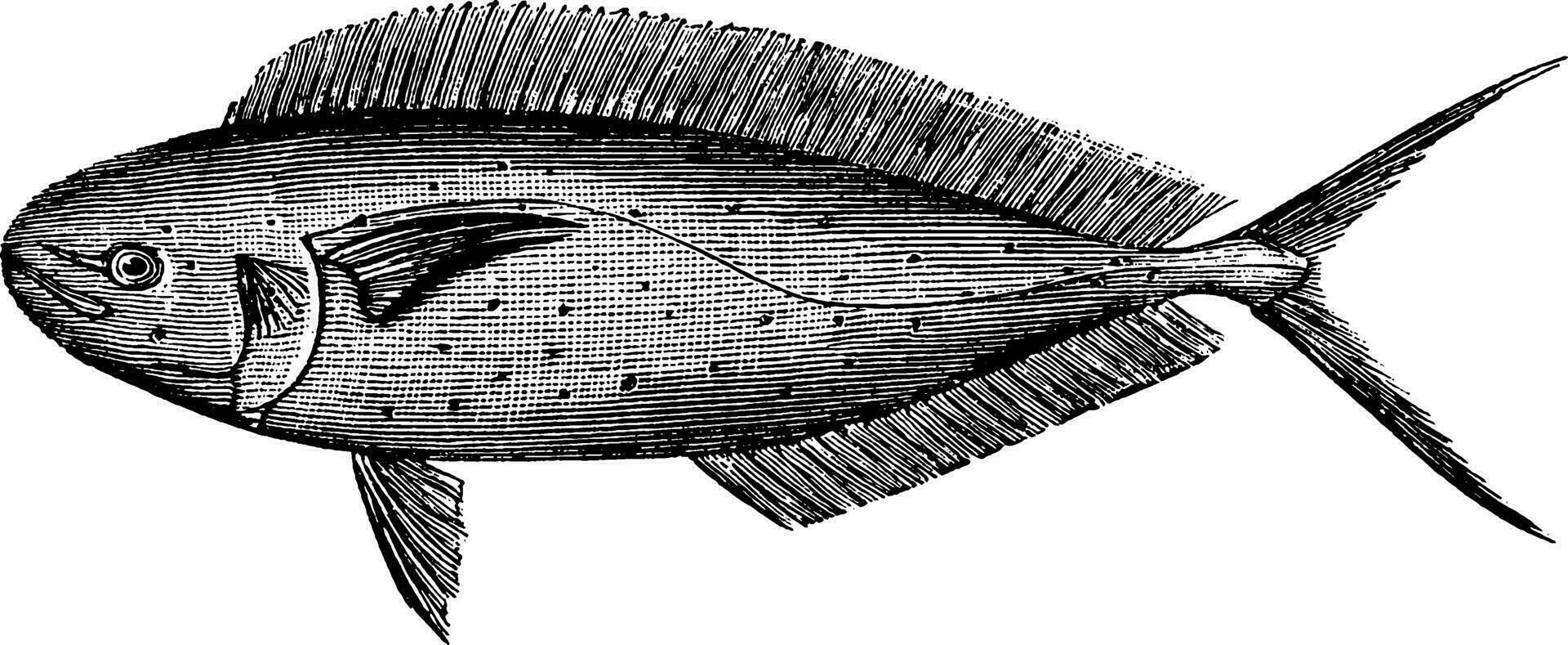 coryphaena, årgång illustration. vektor