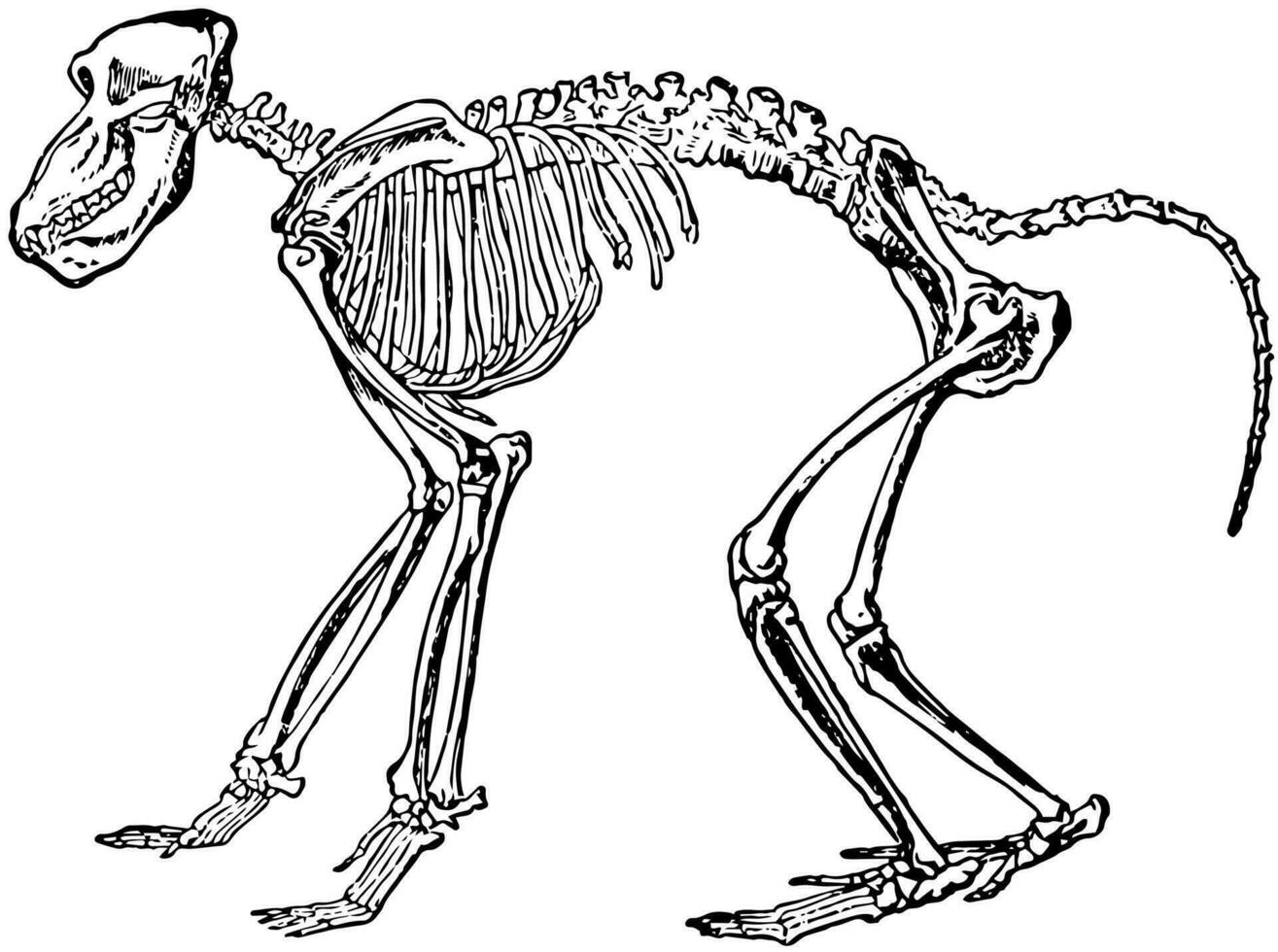 chacma babian skelett, årgång illustration. vektor