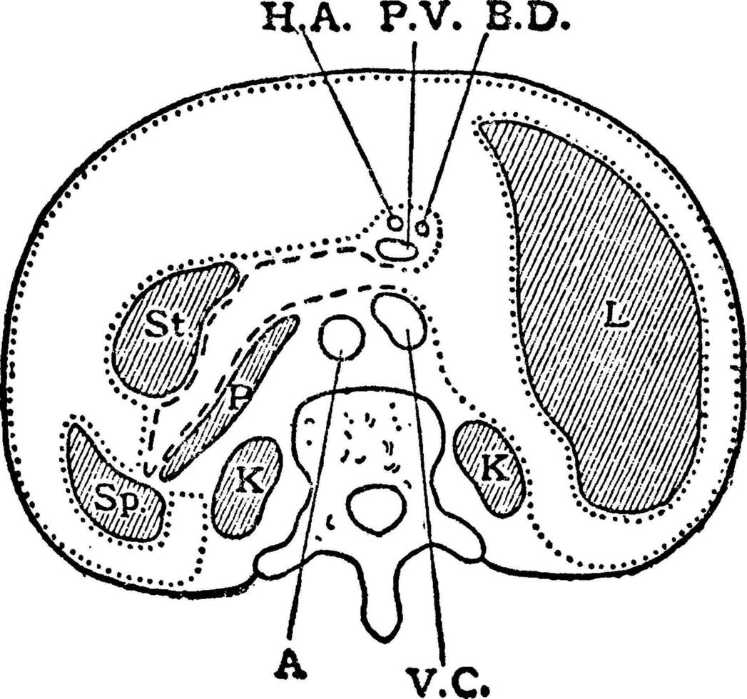 horisontell sektion genom trunk, årgång illustration vektor