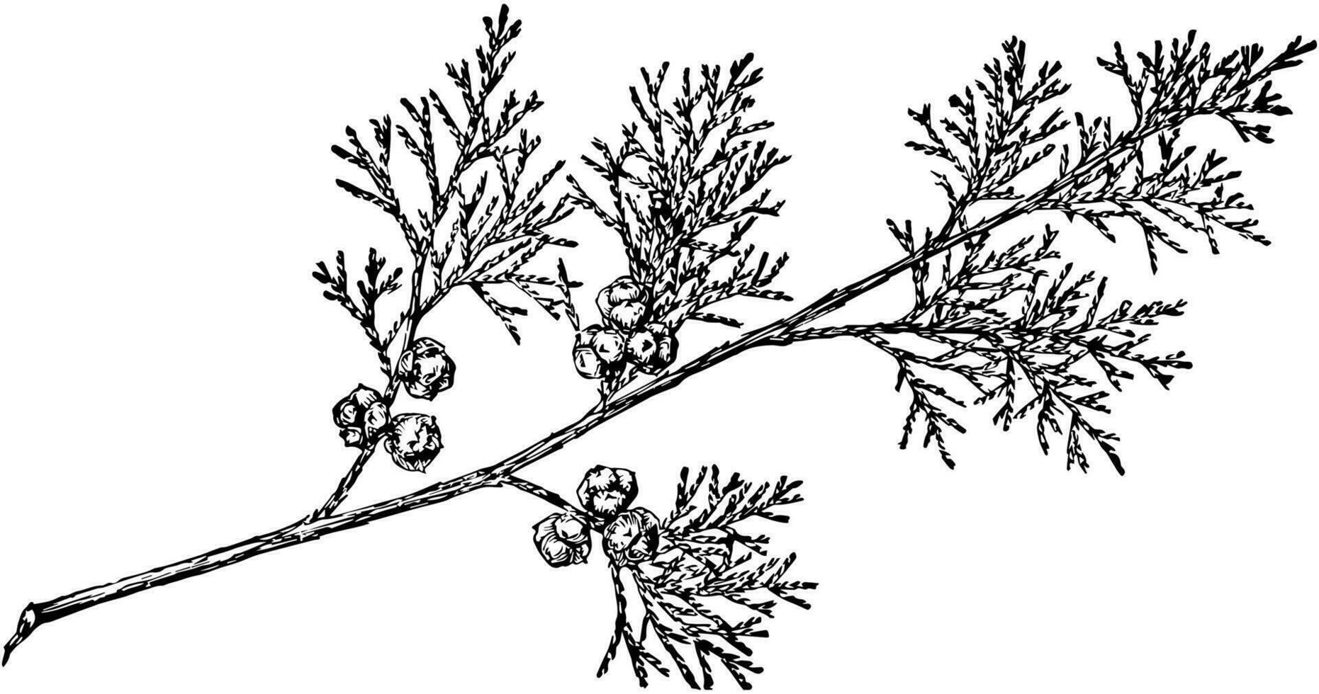 gren av atlanten vit cypress årgång illustration. vektor