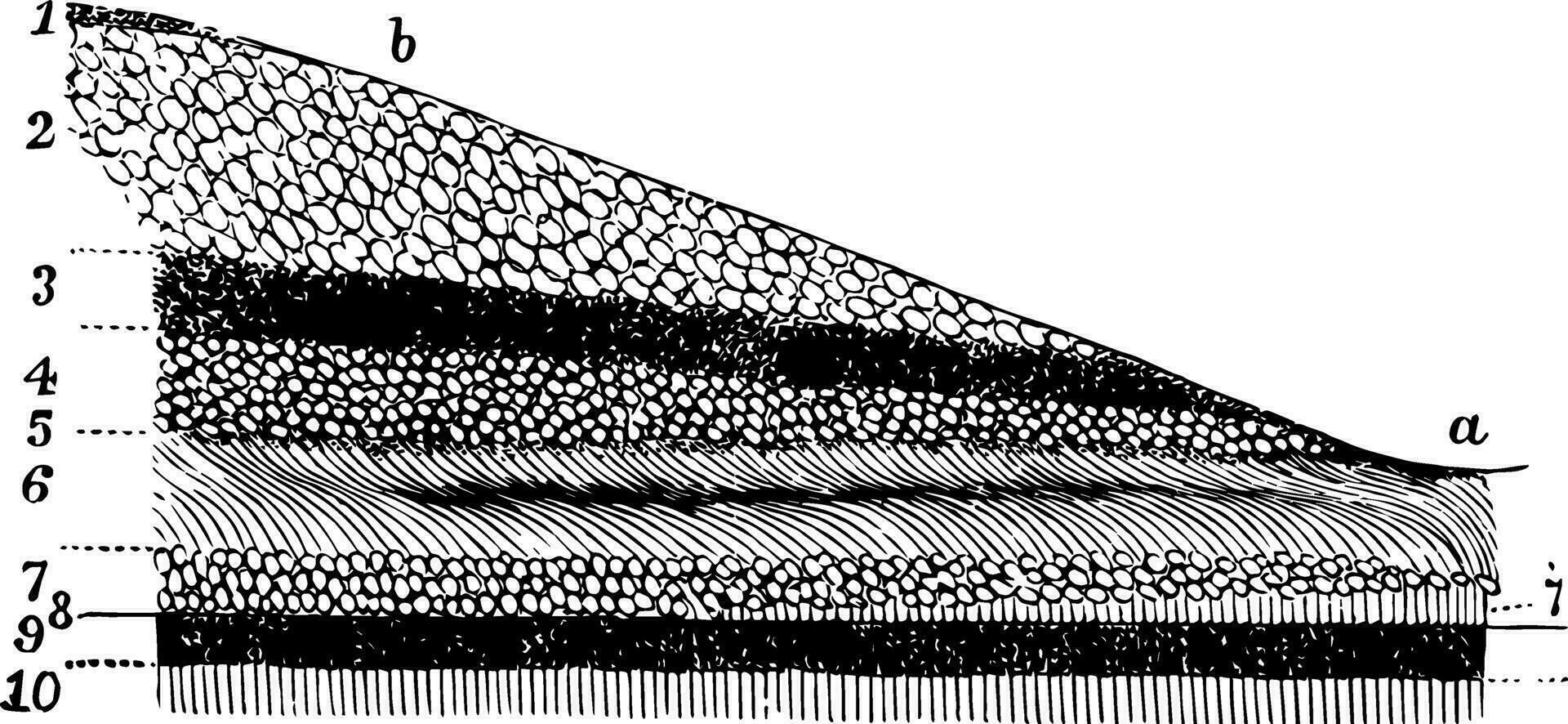 skikten av de näthinnan, årgång illustration. vektor