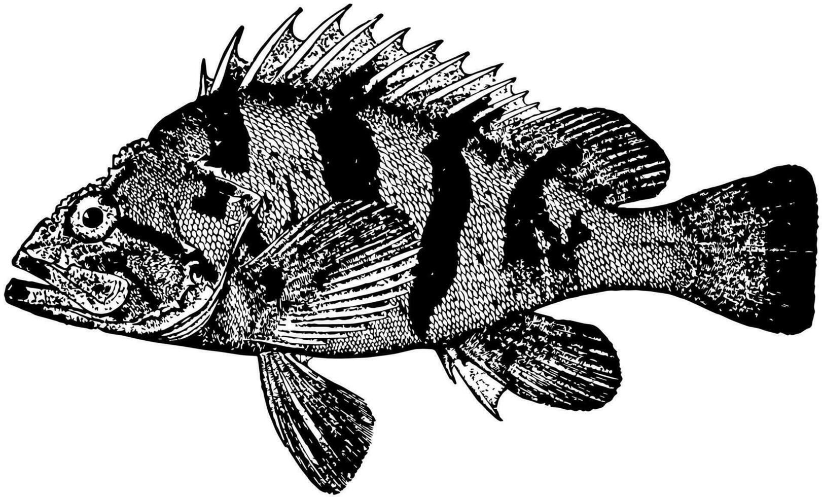 tiger stenfisk, årgång illustration. vektor