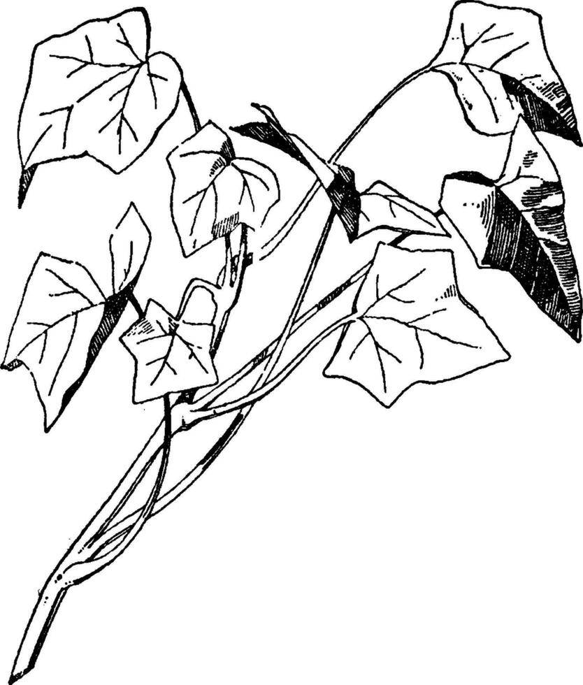Efeu sprühen hat breitlappig Blätter im diese Muster, Jahrgang Gravur. vektor