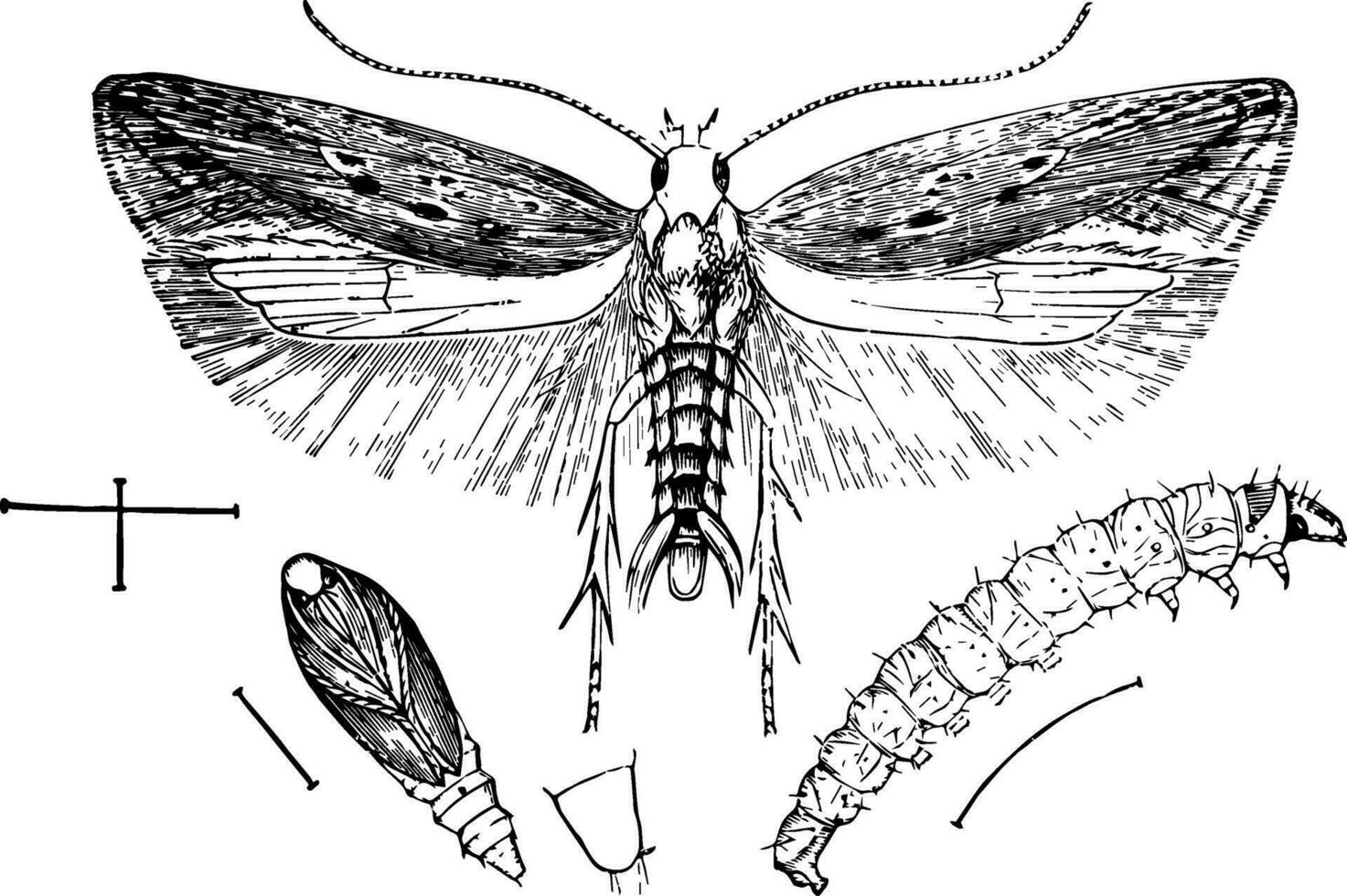 Tabak Teilt Wurm, Jahrgang Illustration. vektor