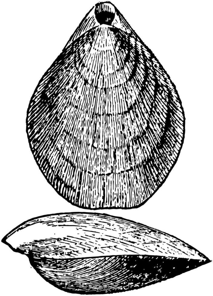 terebratulina septentrionalis, årgång illustration. vektor