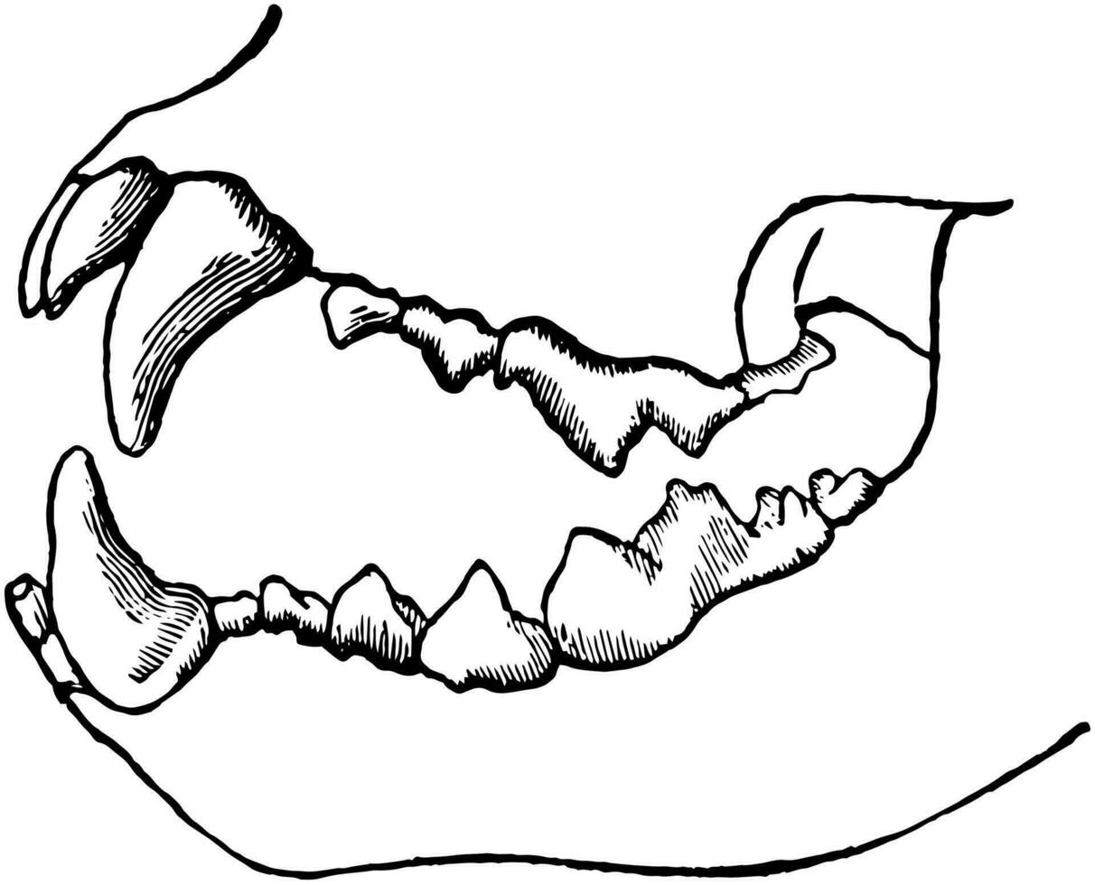 Zähne von ein Löwe, Jahrgang Illustration. vektor