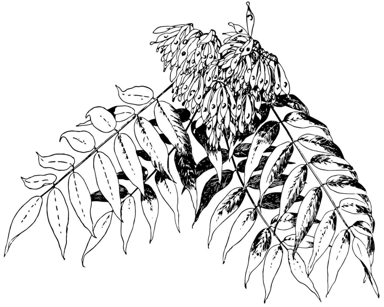 ailanthus altissima årgång illustration. vektor