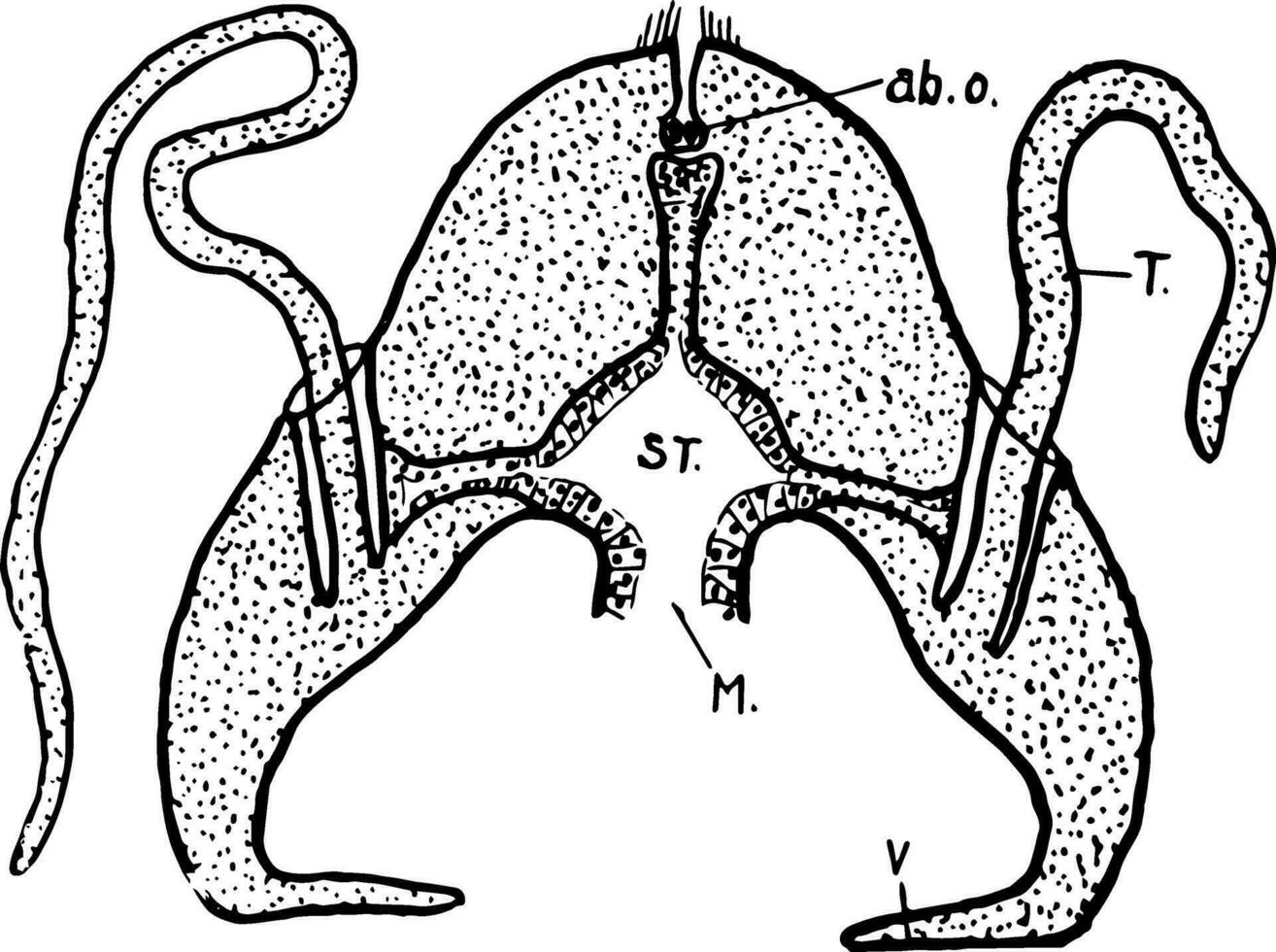 hydroctena, årgång illustration. vektor