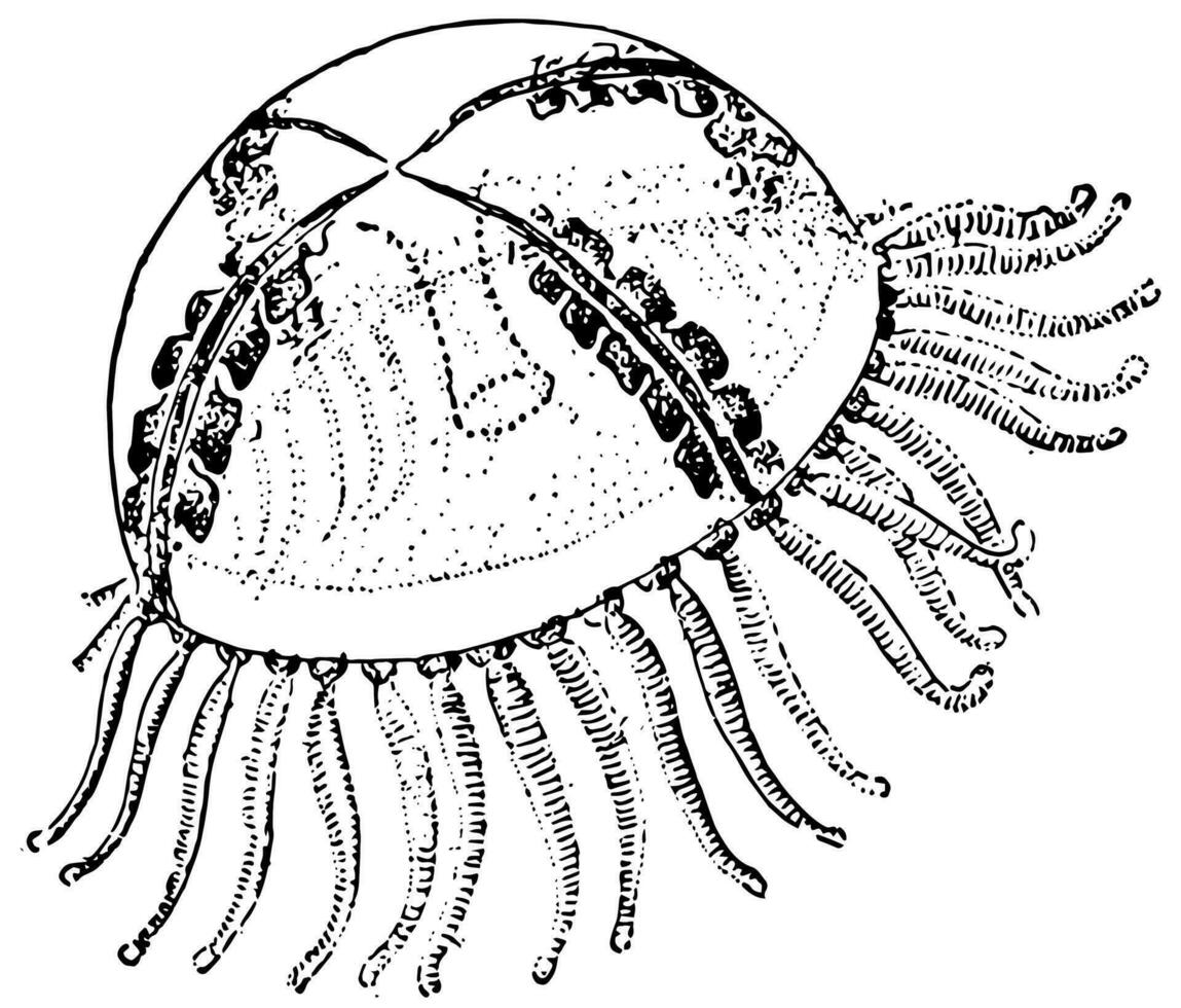 gonionemus manet, årgång illustration. vektor