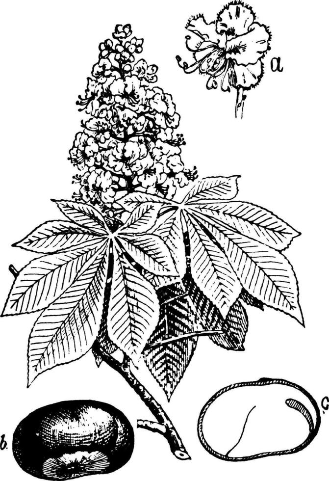 Aesculus Jahrgang Illustration. vektor