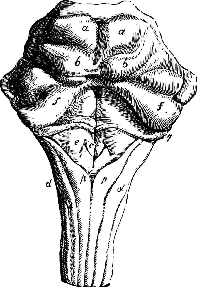 dorsal Oberfläche von das pons Varolii, Jahrgang Illustration vektor