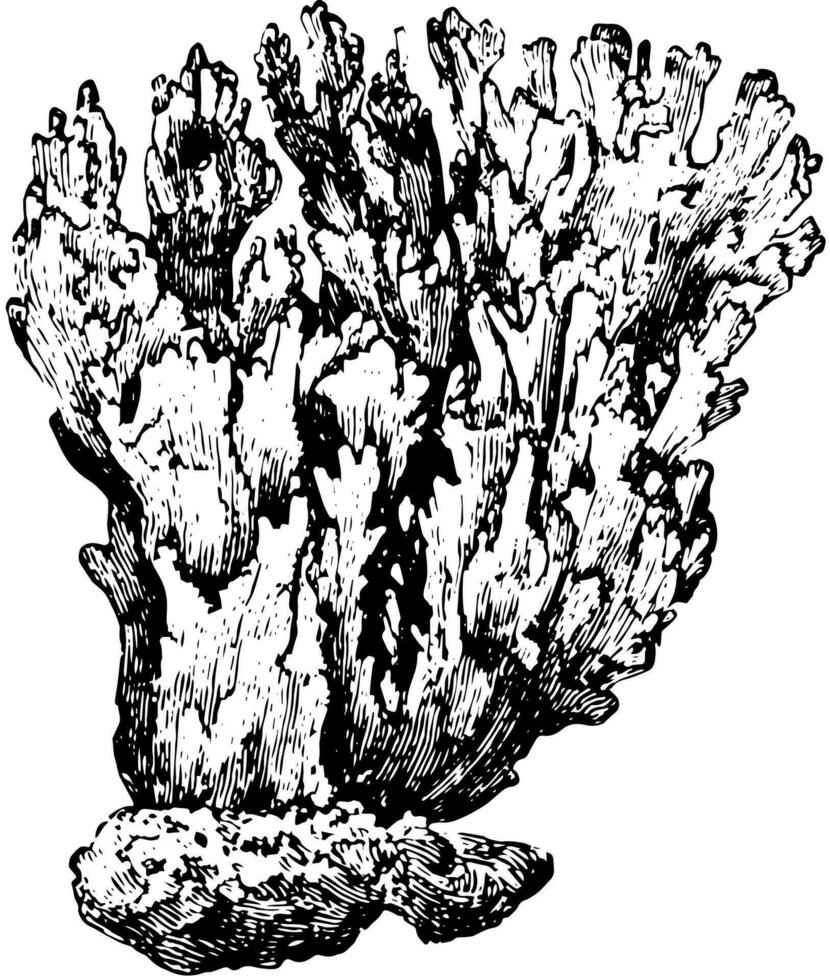brand korall, årgång illustration. vektor