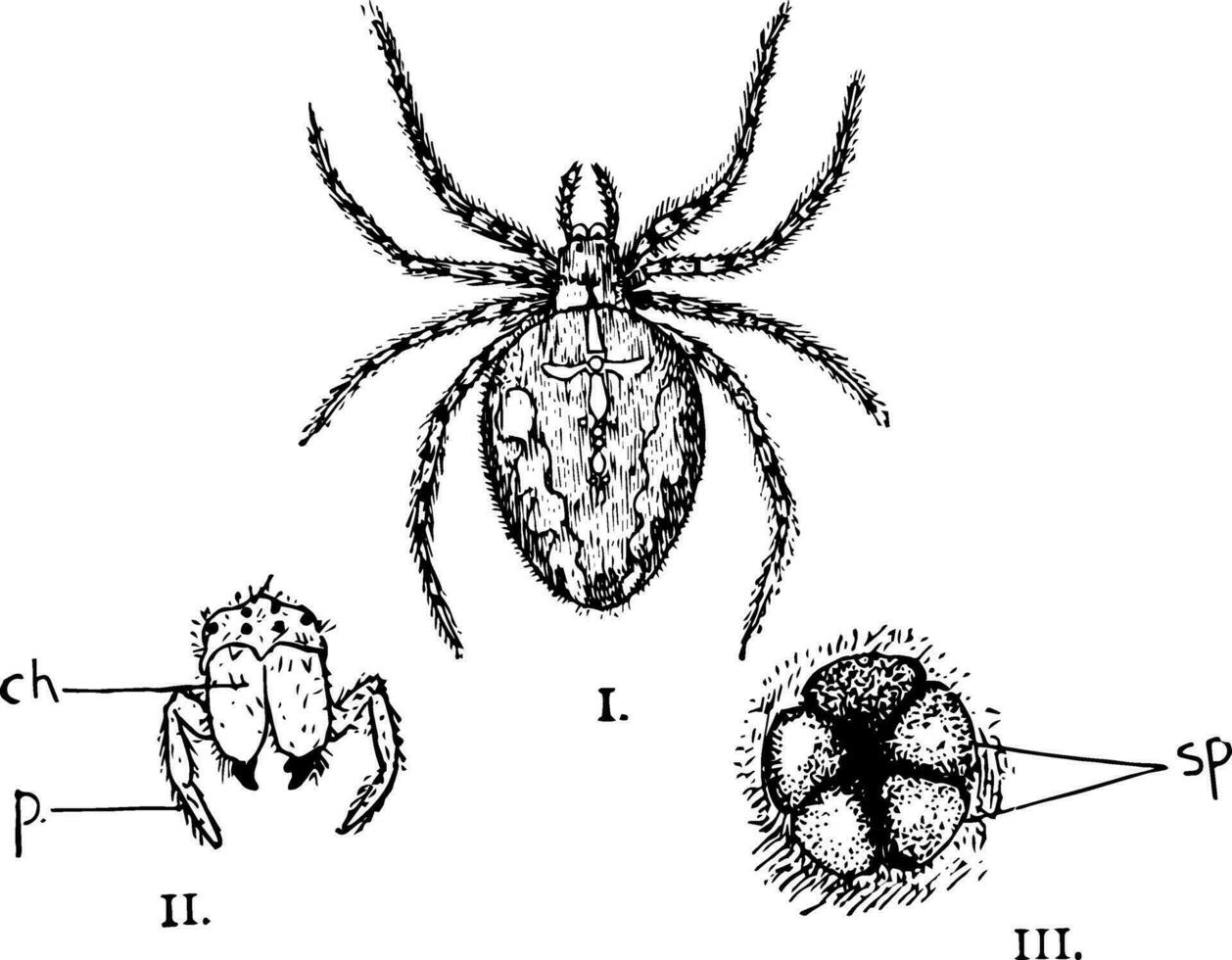 Garten Spinne, Jahrgang Illustration vektor