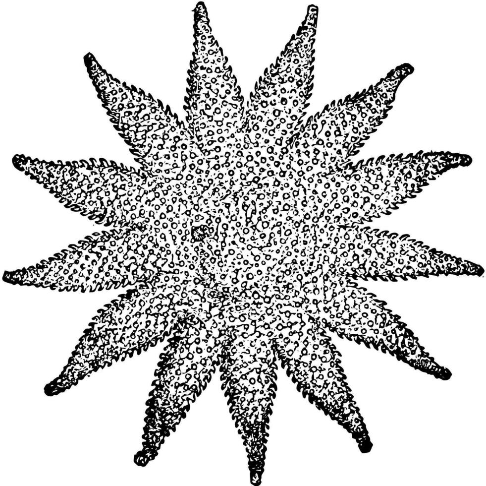 kryptozonat asterid, årgång illustration vektor