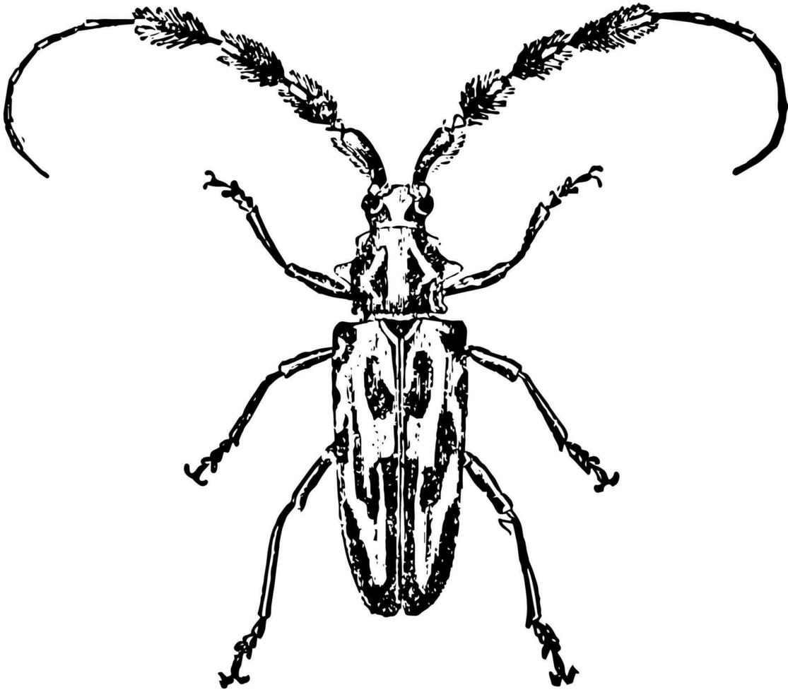 lophonocerus barbicornis, årgång illustration. vektor
