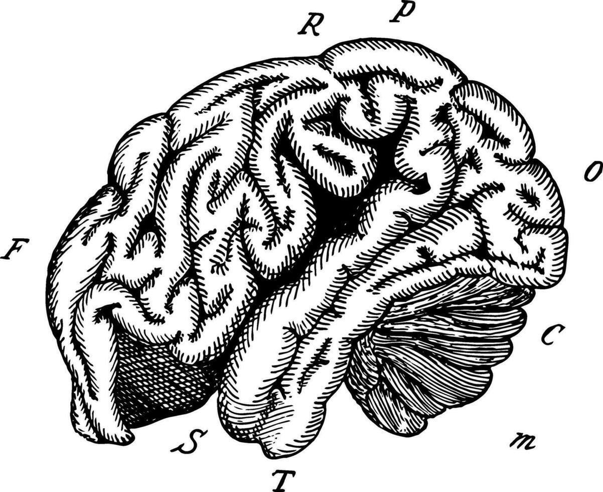 Orang-Utang Gehirn, Jahrgang Illustration vektor