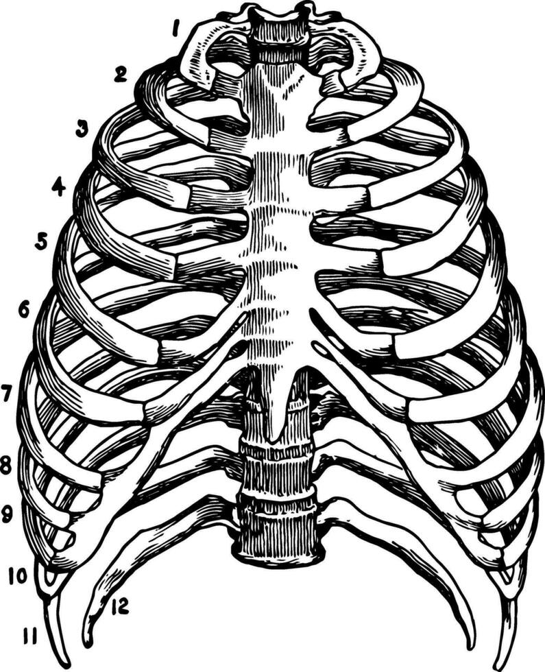 skelett av de bröstkorg, årgång illustration. vektor
