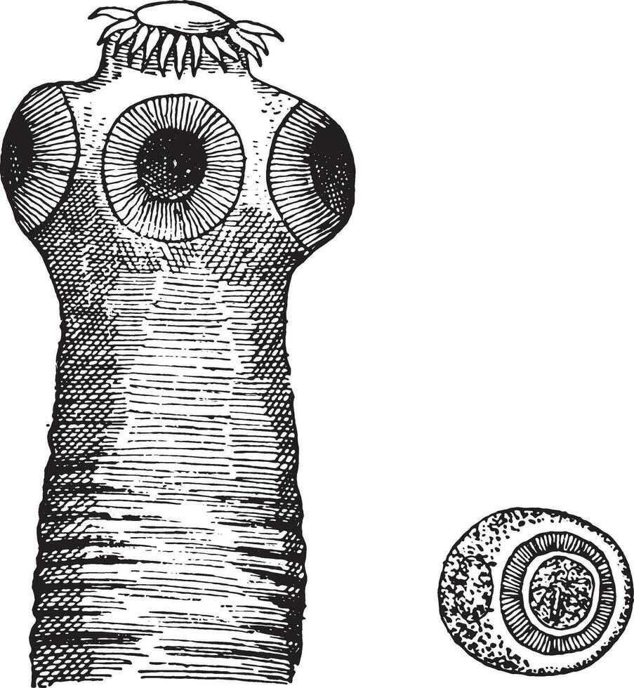 Kopf von taenia Solium, Jahrgang Gravur. vektor