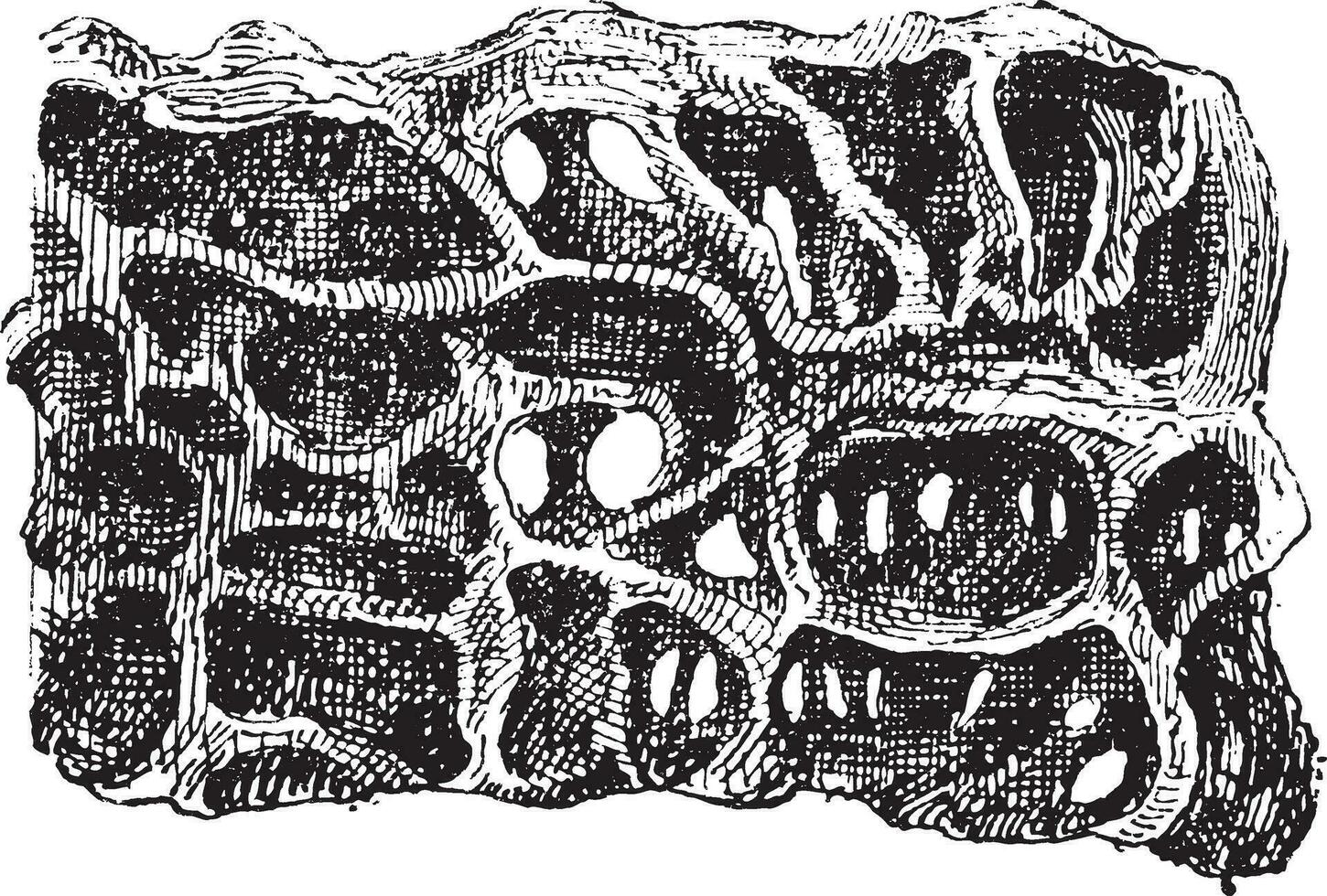 Nest von Ameise oder Formicidae, Jahrgang Gravur vektor