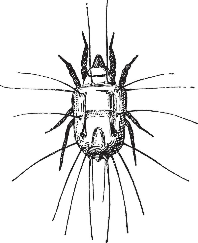 acarus, årgång gravyr. vektor