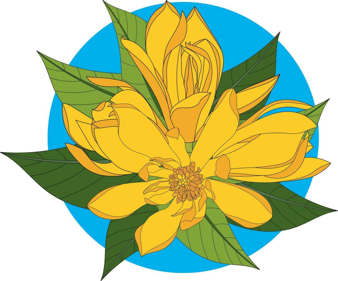 Illustration von Gelb Champaka Blühen Blume mit Blätter auf Blau Kreis. vektor