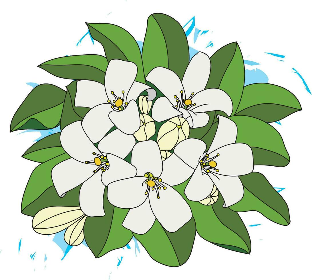 illustration av orange jasmin eller Kina låda blomma med blad på blå Färg bakgrund. vektor