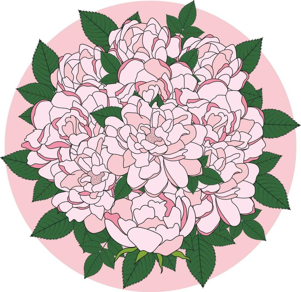 illustration bukett av rosa reste sig blomma med löv på rosa cirkel bakgrund. vektor