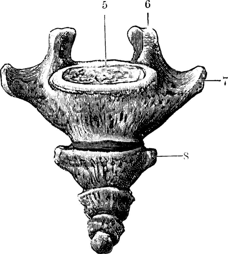 främre yta av de coccyx, årgång illustration. vektor