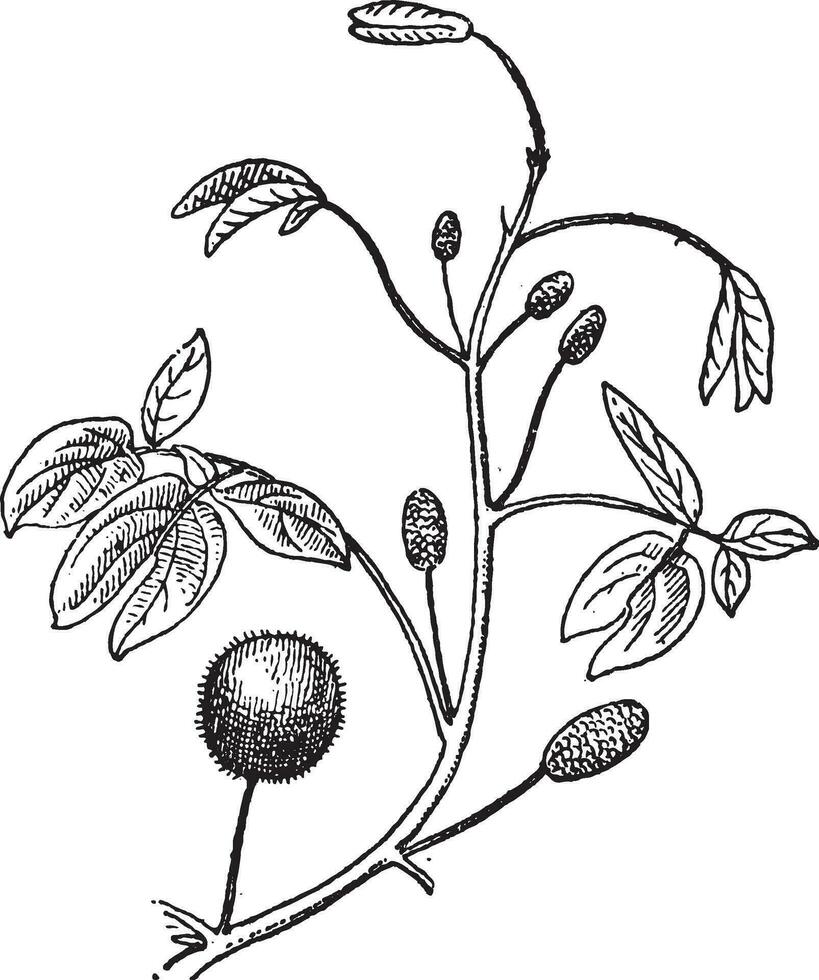 mimosa eller mimosa sp., årgång gravyr vektor