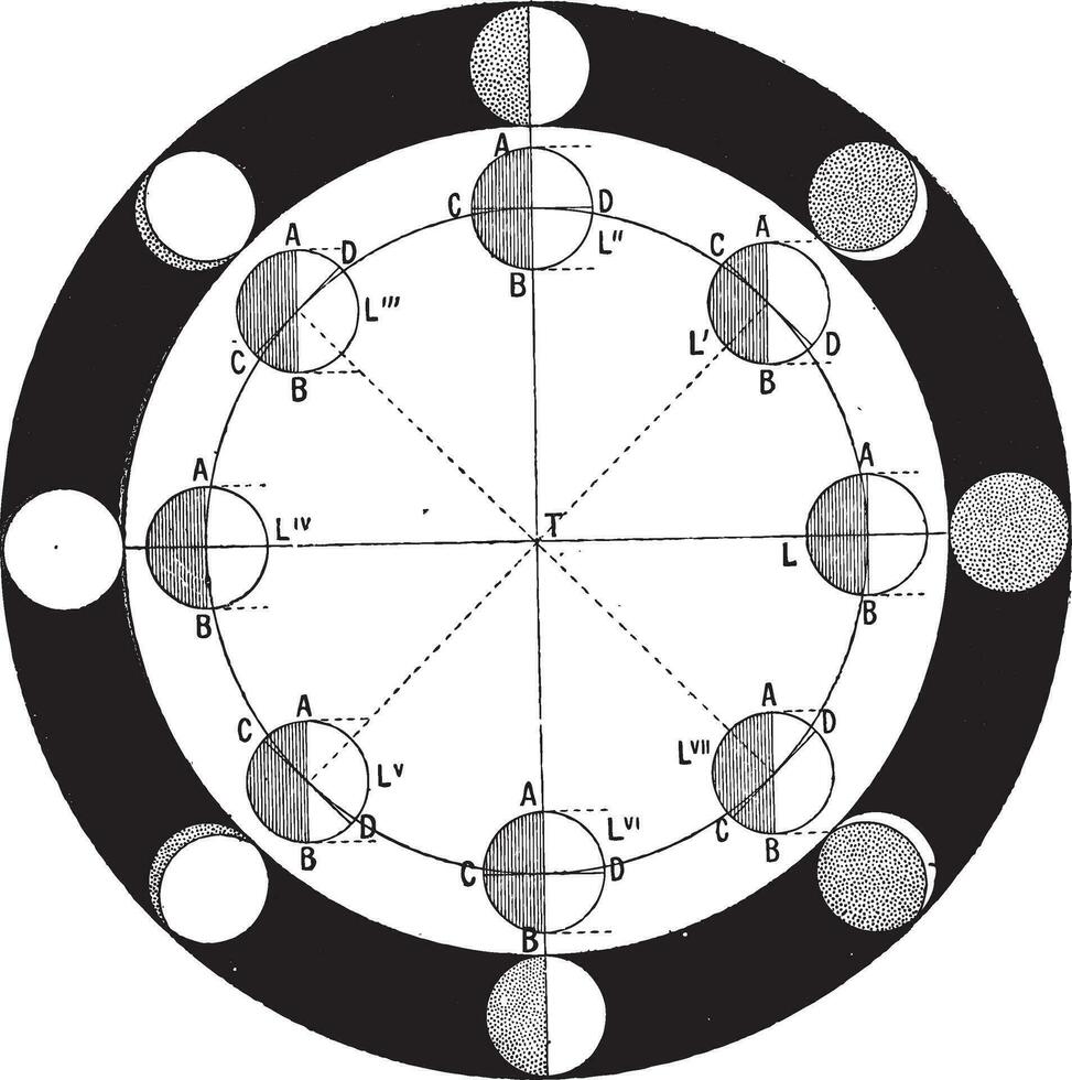 Phasen von das Mond oder Mond- Phase, Jahrgang Gravur. vektor