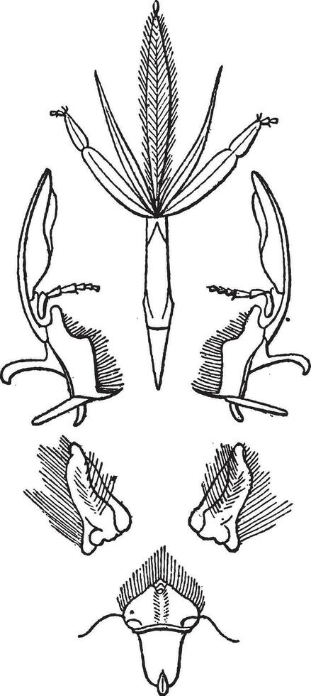 Feige 2. Insekten Das lecken Mund, Hautflügler, Jahrgang Gravur. vektor