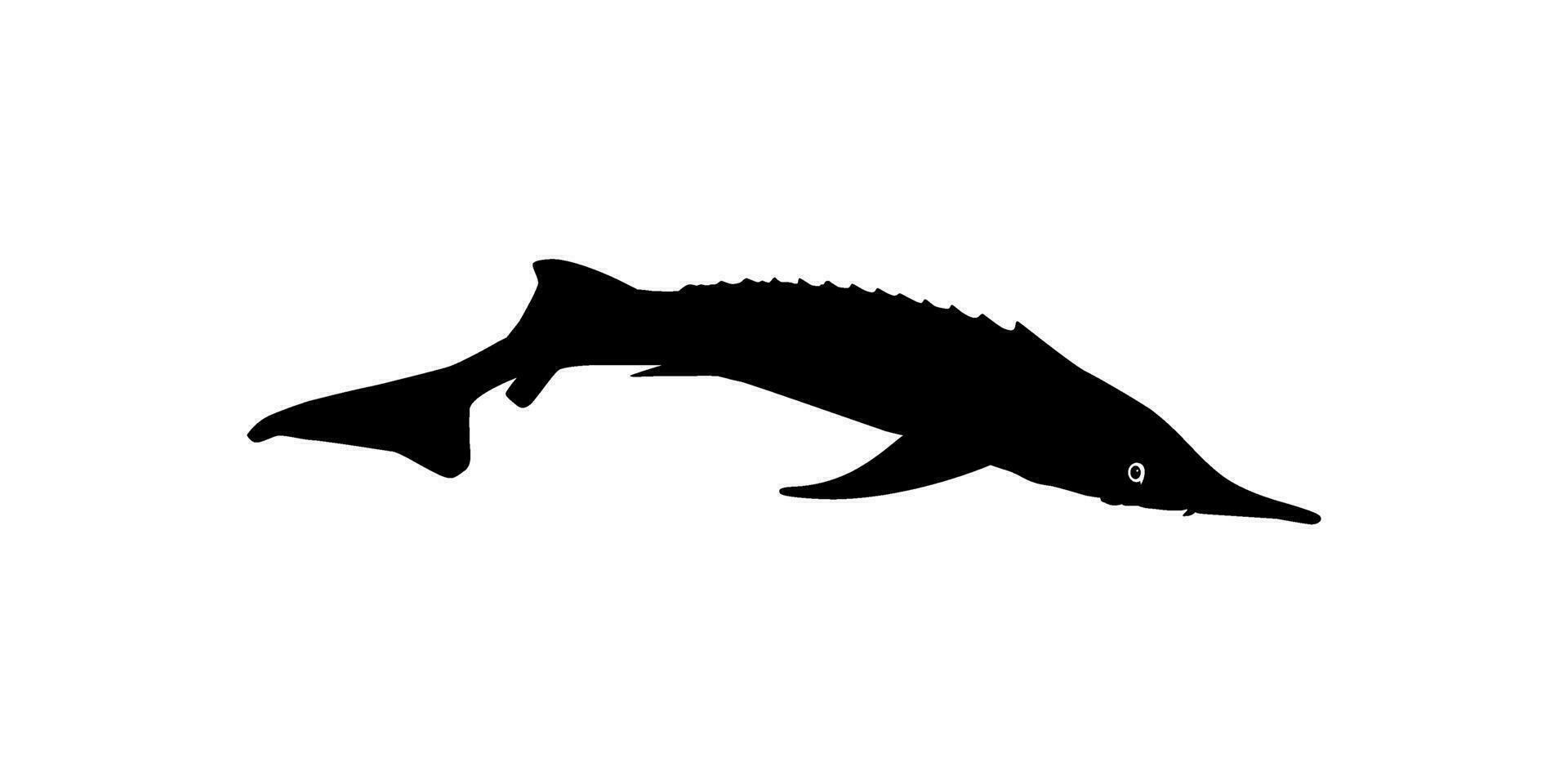 beluga stör eller huso fisk silhuett, fisk som producera premie och dyr kaviar, för logotyp typ, konst illustration, piktogram, appar, hemsida eller grafisk design element. vektor illustration