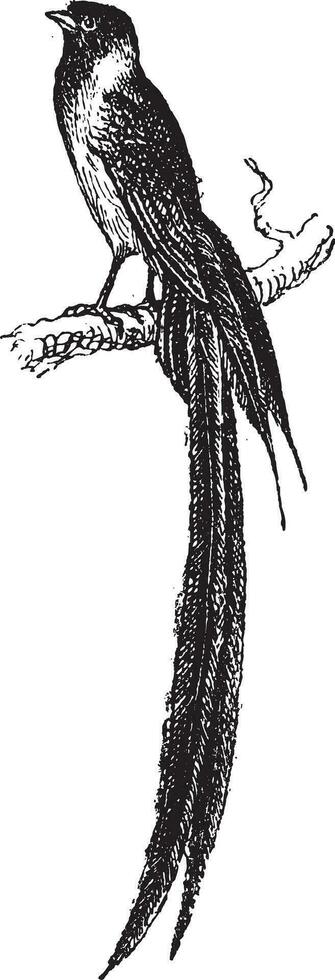 Witwe Vogel oder viduidae, Jahrgang Gravur vektor