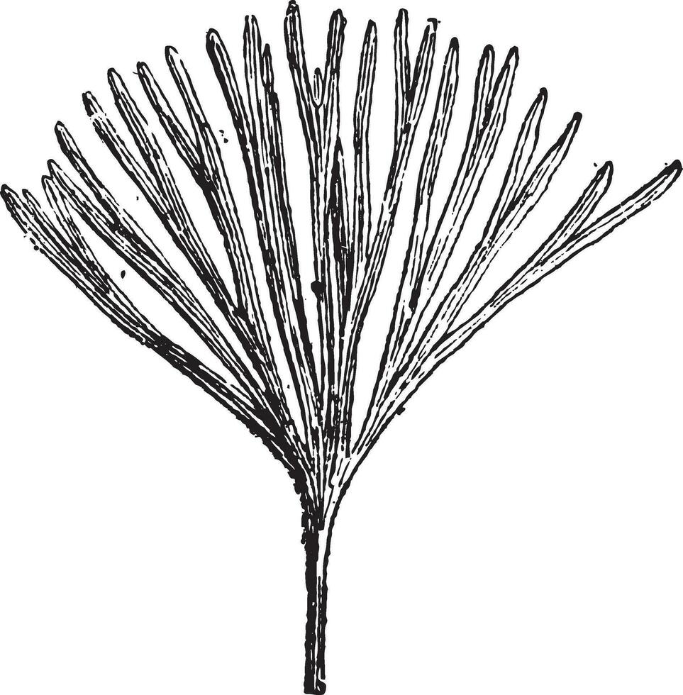baiera munsteriana, under de jurassic period, årgång gravyr vektor