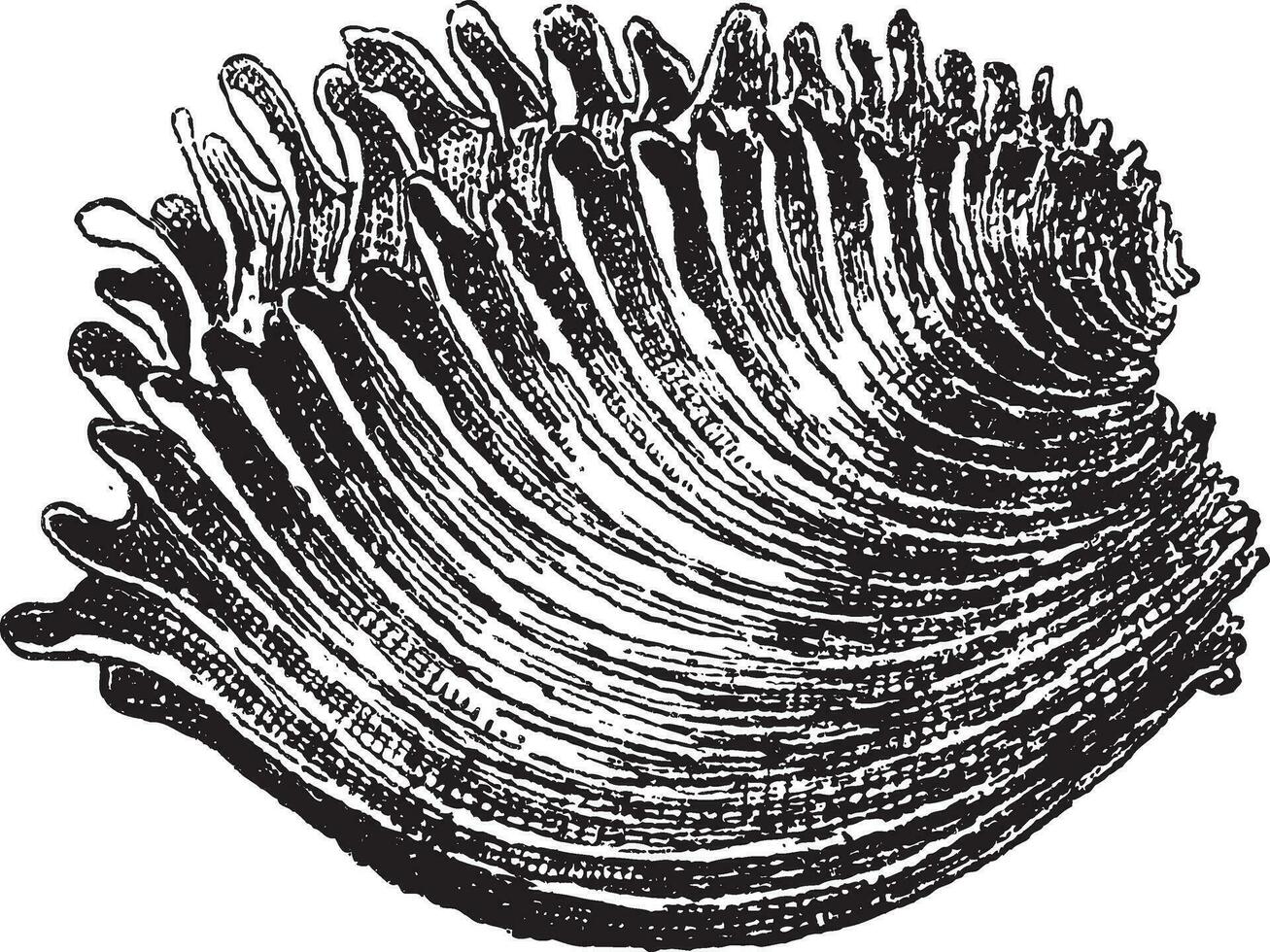 Muscheln, Jahrgang Gravur. vektor