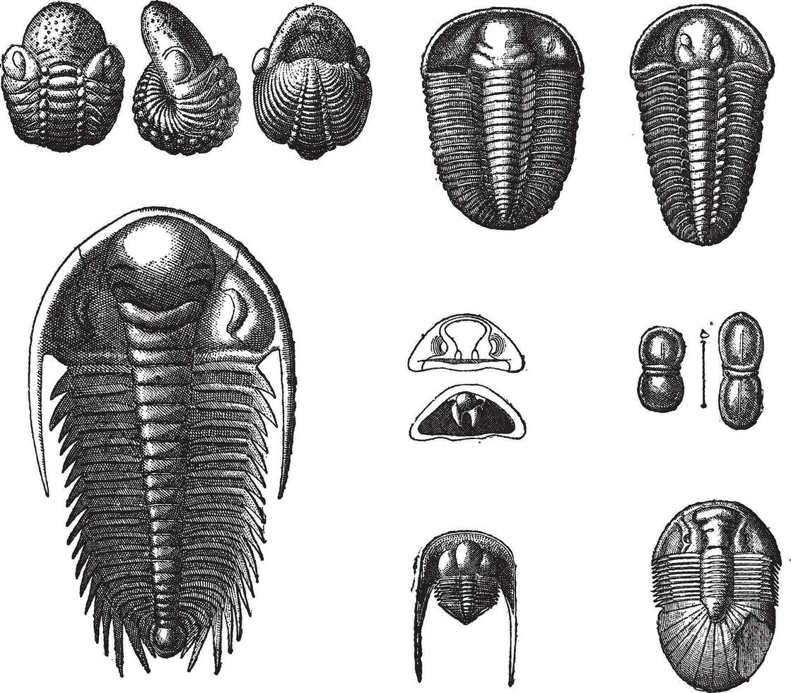 Trilobiten, Jahrgang Gravur. vektor