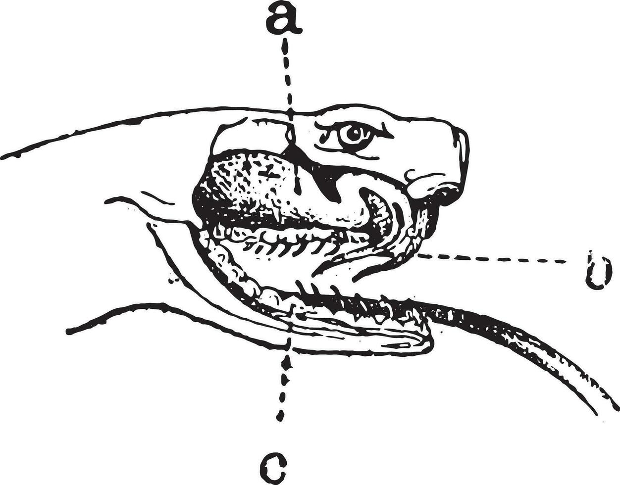 Viper oder Viperidae, Jahrgang Gravur. vektor