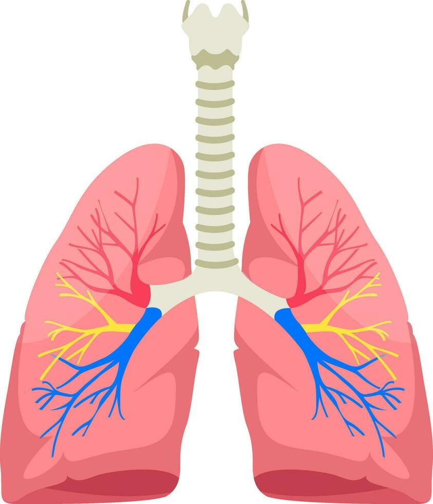 mänsklig lungor anatomi vektor illustration på vit bakgrund.