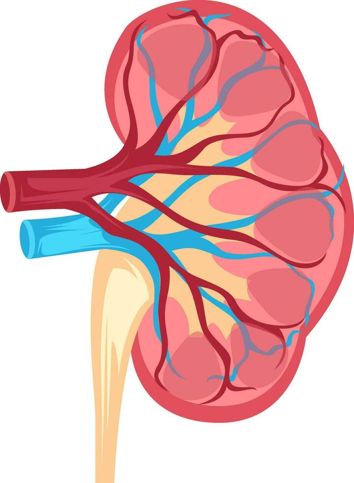 anatomi design av mänsklig njure vektor illustration på vit bakgrund.