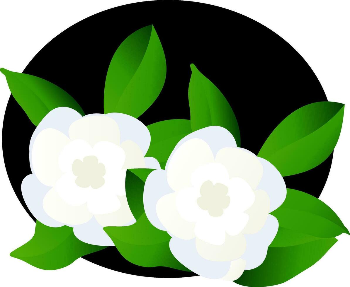 vektor illustration av vit gardenia blommor med grön leafs i svart cirkel på vit bakgrund.