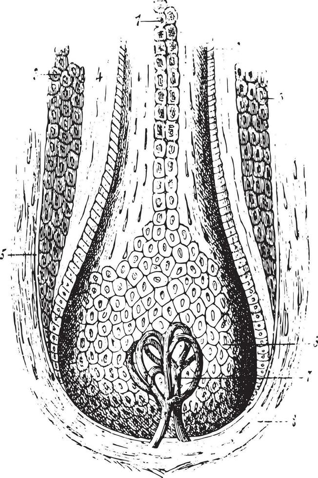 Sektion von ein Haar Follikel, Jahrgang Gravur. vektor