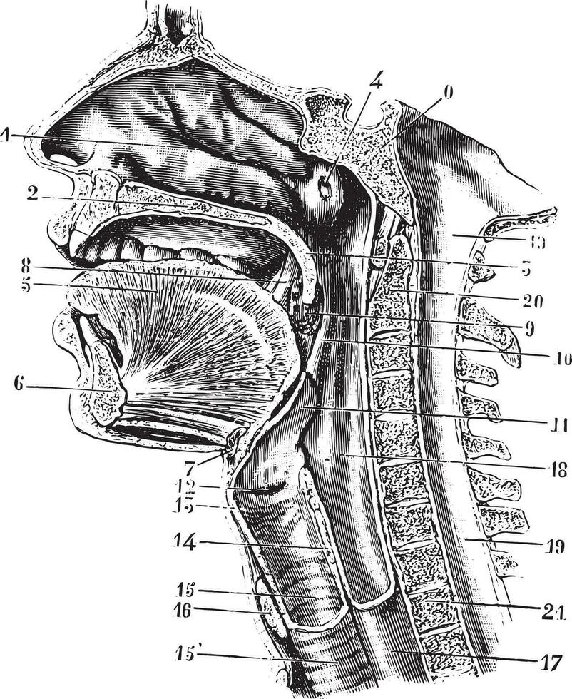 kopp antero-posterior av de oral hålighet och hals tillbaka avslöjande vektor